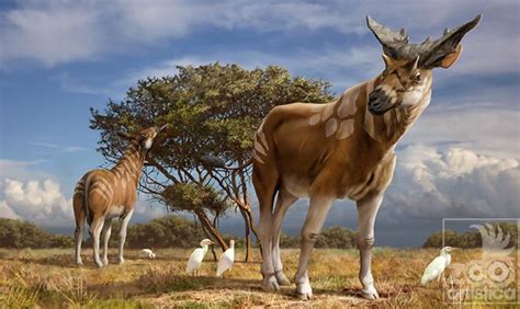 Scientists weigh in on 'giraffe relative' fossil | Prehistoric wildlife ...