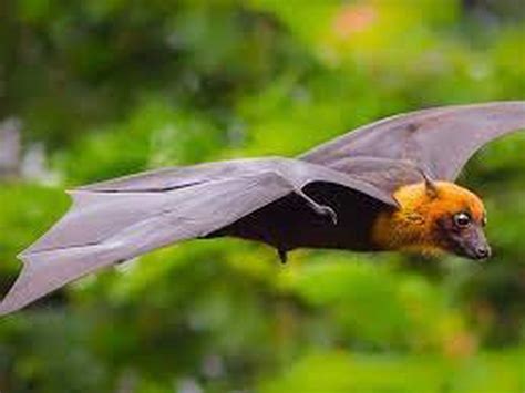 A new study found that India’s largest species of bats, Indian Flying ...