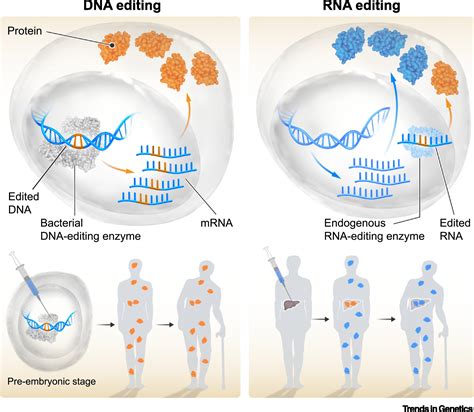 The New RNA-Editing Era – Ethical Considerations: Trends in Genetics