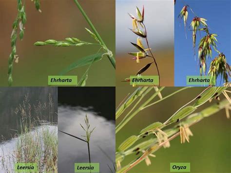 Factsheet -Poaceae