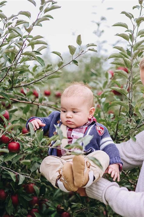 Apple Orchard Fall Day | Fall family photos, Apple orchard pictures ...