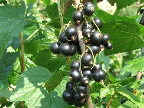 File:Ribes nigrum a1.JPG - Wikimedia Commons