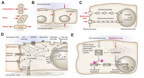 Mechanotransduction in the pathogenesis of non-alcoholic fatty liver ...