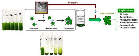 Applied Sciences | Free Full-Text | Flocculation Harvesting Techniques for Microalgae: A Review