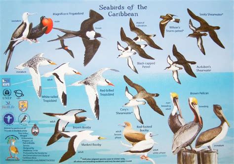 Sea Birds of the Caribbean | Birds of the Caribbean | Pinterest