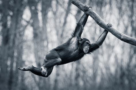 The Swinging Chimp – Marketing Today – Medium