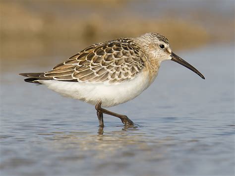 Curlew Sandpiper ID & Photos - Shanghai Birding 上海观鸟