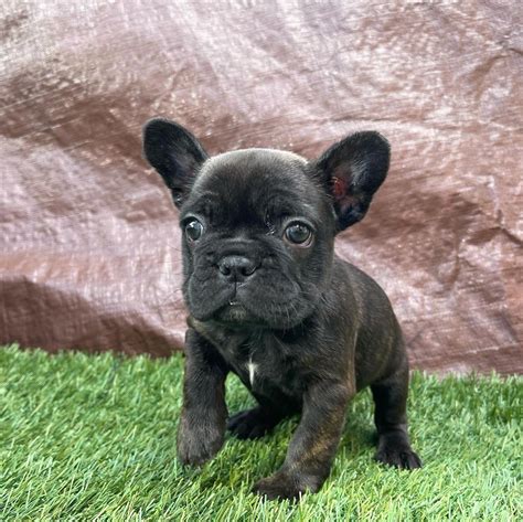 French Bulldog Breeders Near Me/