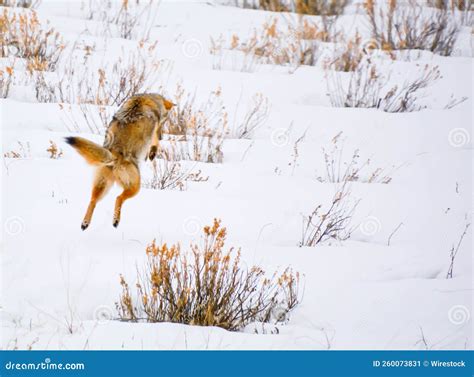 Funny Fox Jumping Over a Little Bush in a Field in Winter Stock Image ...