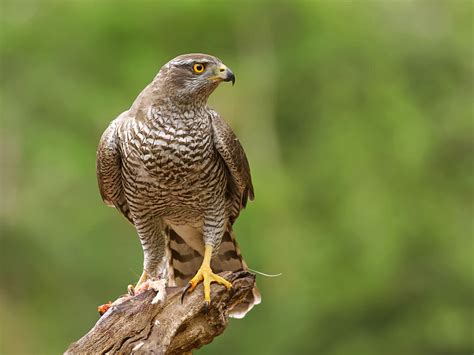 Northern Goshawk | BirdForum