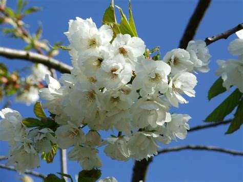 prunus serrula -in bloom | Bouquet de fleurs blanches, Cerisier, Rouge acajou