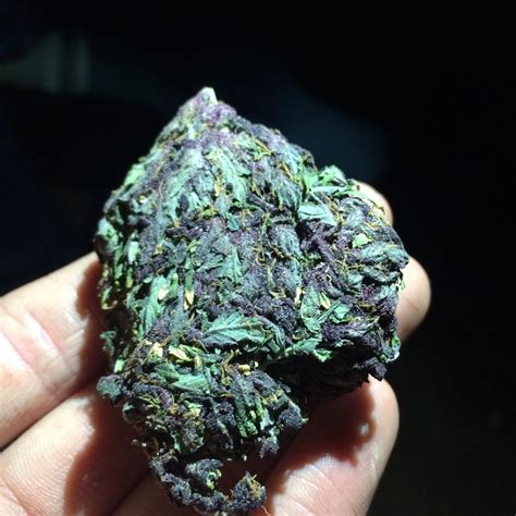 Some dank purple bud, rare sight in Western Australia [🇦🇺} : r/trees