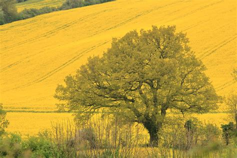 Mustard Tree Pictures - img-Abbey