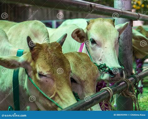 Cattle At Slaughterhouse Royalty-Free Stock Image | CartoonDealer.com #88695826