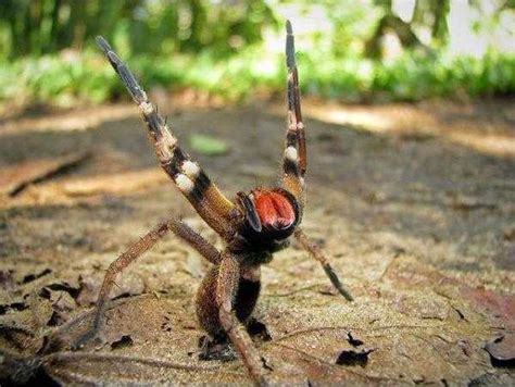 Brazilian Wandering Spider - Costa Rica