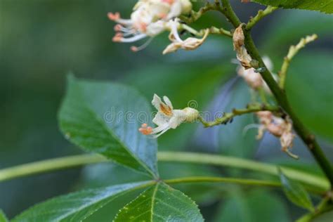 Yellow Buckeye Tree Flower, Aesculus Flava Stock Image - Image of ...