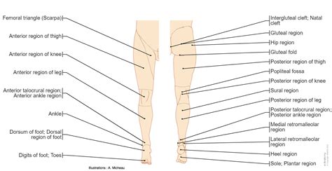 Anatomy of lower limb | e-Anatomy