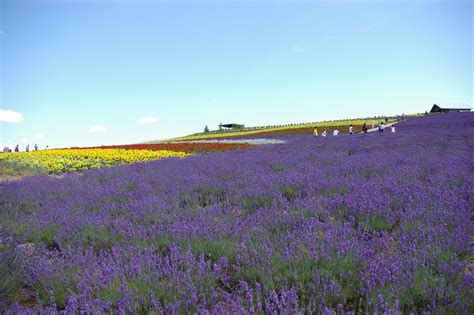 Lavender Season in Hokkaido 2021 | Visit Furano | Kyuhoshi