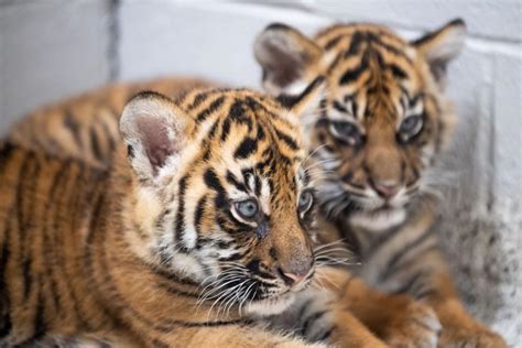 Tiger cubs at the Nashville Zoo officially named. See what the names mean