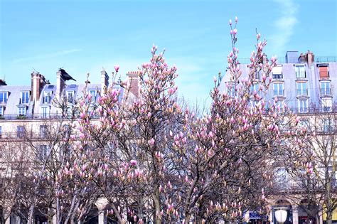 5 petits plaisirs à faire au printemps à Paris - Marshmallowor(l)d