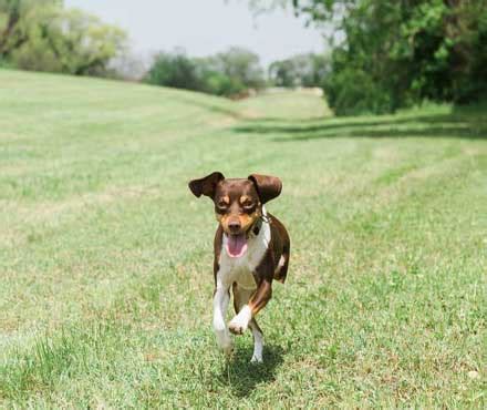 Dog Park Safety Tips | Petmate