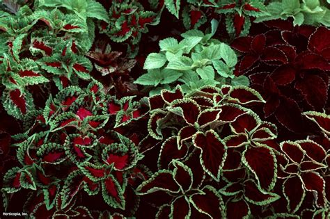 Coleus Plant and Varieties | HGTV