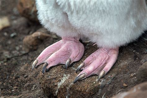 Penguin Feet | Sean Crane Photography