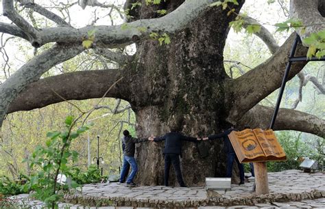 Inkaya Historical Plane Tree - 600 Year Old Giant Tree - Gezimaks