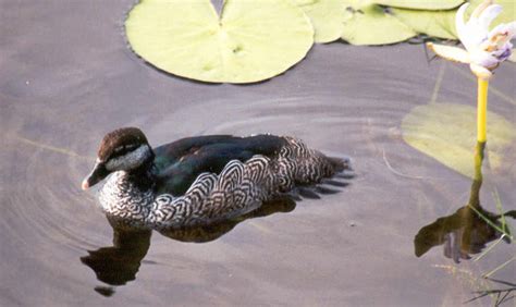 Harike Wetlands- Bird on a Wire | ixigo Travel Stories