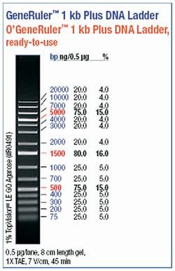 Thermo Scientific O'GeneRuler 1 kb Plus DNA Ladder, Ready-to-Use - 75-20,000 | Fisher Scientific