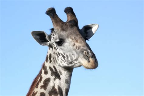 Fun Facts About Giraffes