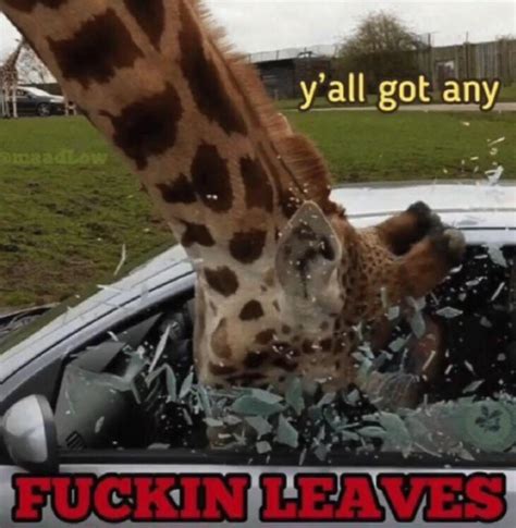 Break glass for leaves : r/memes