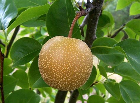 What is Nashi, Japanese Pear?