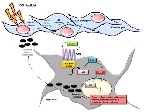 IJMS | Free Full-Text | UV Radiation and the Skin