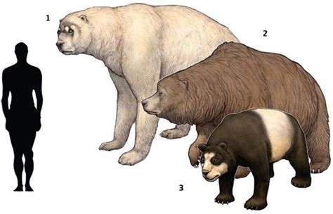 Extinct Bears. 1. Short faced bear (Arctodus simus) 1897. 2. Cave bear ( | Prehistoric animals ...