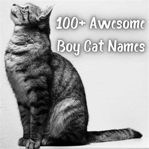 100+ Awesome Boy Cat Names - PetHelpful