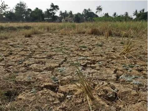 Moderate drought has been declared in 20 mandals in five talukas of Kolhapur district | Kolhapur ...