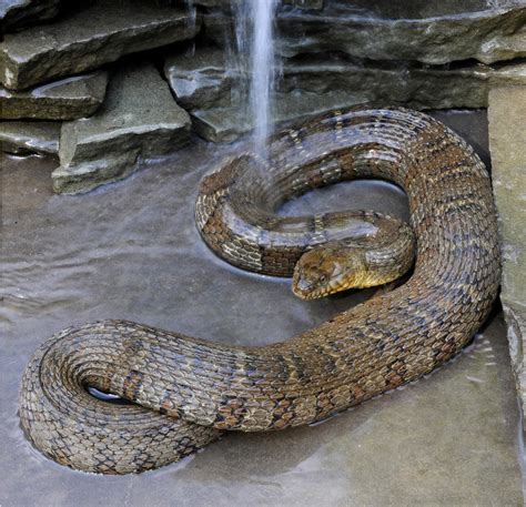 Mistaken Identity: Recognizing the northern water snake > Appalachian Voices