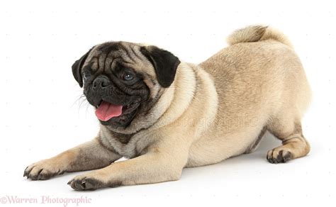 Fawn Pug dog, in play-bow attitude photo WP34346