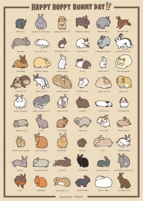 Illustrated guide to bunny breeds : r/coolguides