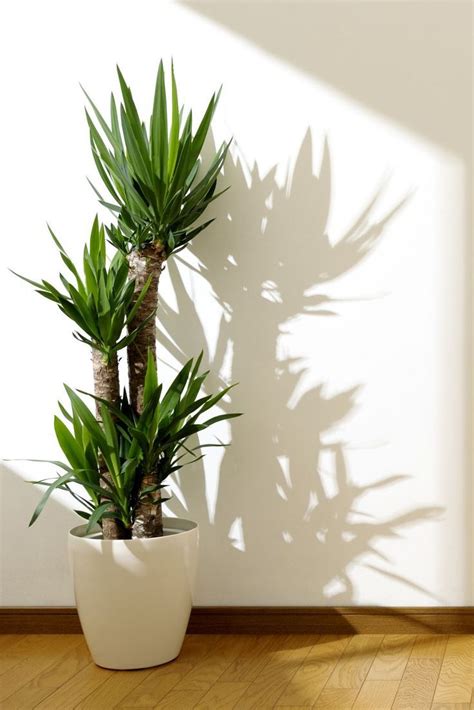 These Lush Indoor Trees May Be the Finishing Touch Your Home Needs ...