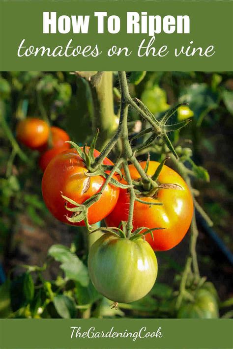 Tomatoes Not Turning Red? - 13 Tips for Ripening Tomatoes on the Vine