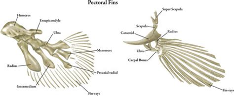 Bony Fish | An Overview of Biodiversity