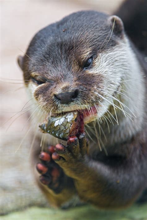 Otter eating the fish III | Closeup of an otter eating some … | Flickr