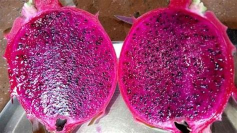 Fresh Pink Dragon Fruit Size: Vary at Best Price in Hospet | Rajshekhar ...