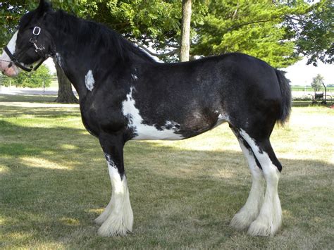 black clydesdale horse - Google Search | Clydesdale horses, Big horses ...