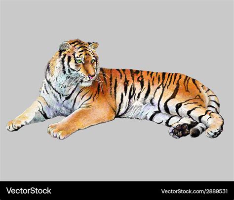 Drawing realistic of tiger Royalty Free Vector Image