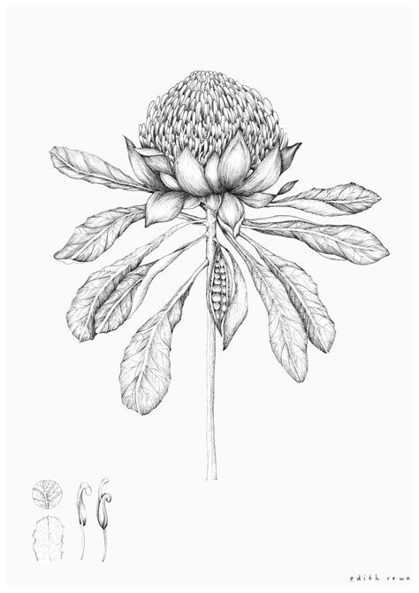 Australian Native Flowers Drawing