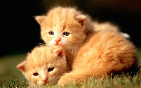 Cute Animals Wallpapers (62+ images)