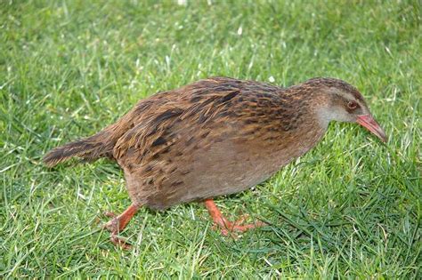 Weka - BirdForum Opus | BirdForum